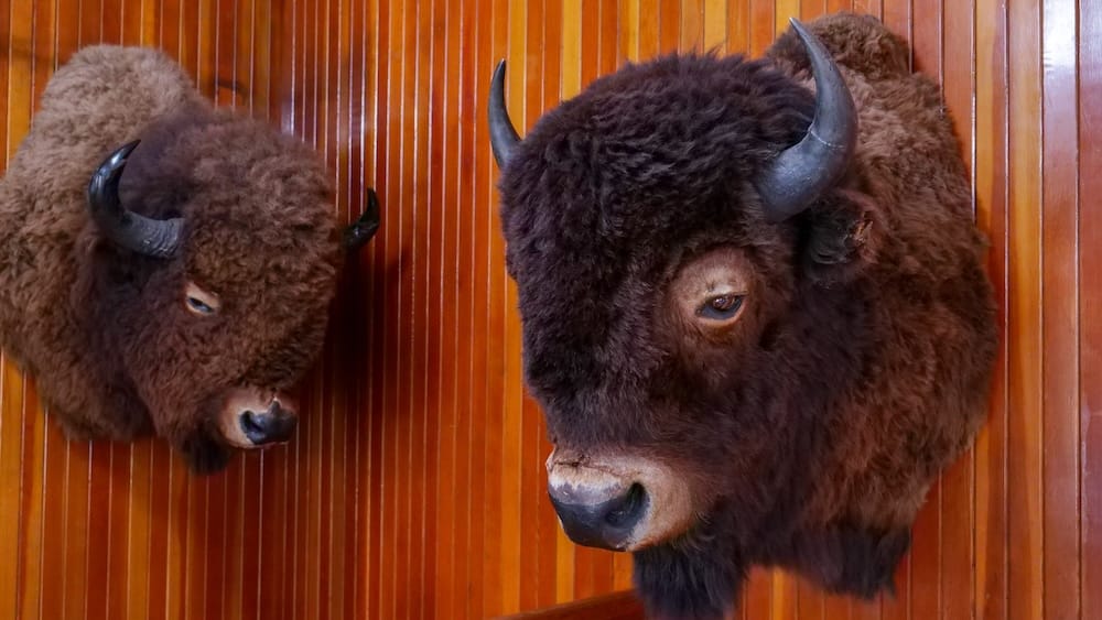Two mounted bison heads of different sizes displayed side by side on a wood-panelled wall at Banff Park Museum in Banff, Alberta, Canada.