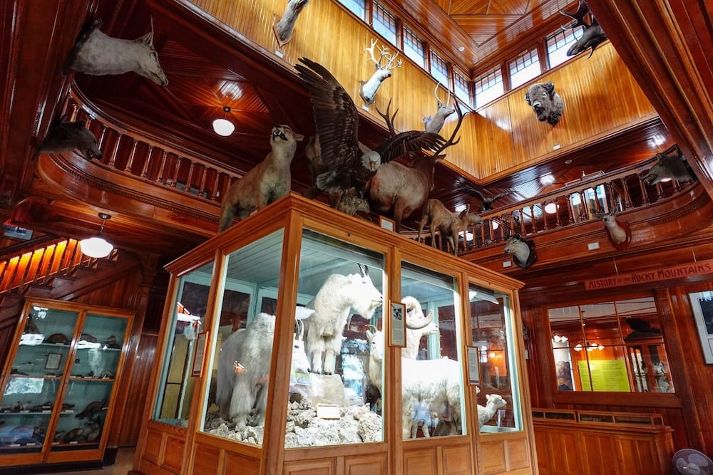 Banff Park Museum interior with mountain goat display case, Banff, Alberta, Canada Two-story wood-panelled interior of Banff Park Museum in Banff, Alberta, Canada, showing mountain goats in a central glass display case and a bald eagle, elk, and other taxidermy mounts arranged along the upper mezzanine.
