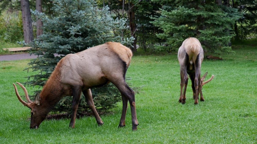 Elk grazing in Banff town, Alberta, Canada with male antlers, evergreen trees and urban wildlife setting Two elk graze on green grass among evergreen trees in Banff town, Alberta, Canada, including a male with antlers feeding close to the ground in a landscaped urban setting.