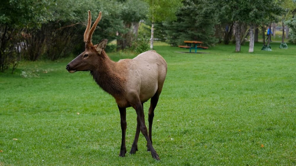 An elk standing on a grassy park area surrounded by trees in Banff town, Alberta, Canada, showing the kind of wildlife encounter that can happen while exploring the town on foot.