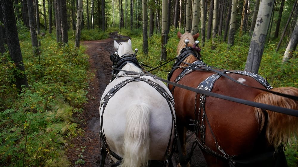 Caballos de Banff Trail Riders tirando de la carreta por un sendero forestal en Banff, Alberta, Canadá Vista desde la carreta detrás de dos caballos con arnés que avanzan por un sendero de tierra entre bosque denso en Banff, Alberta, Canadá, durante el Cowboy Cookout de Banff Trail Riders.