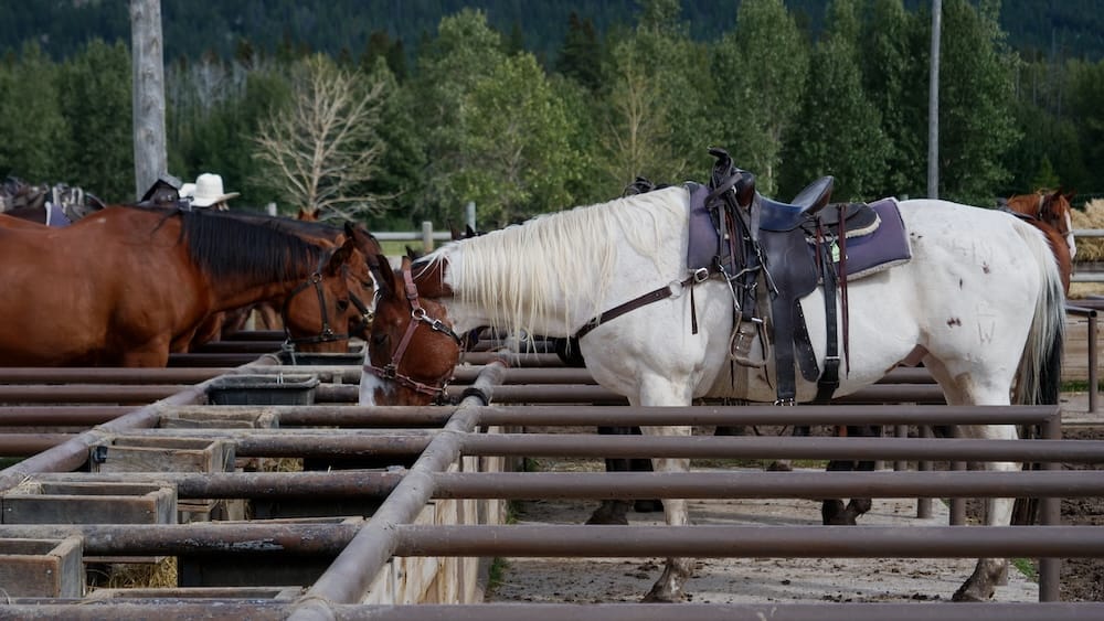 Caballos ensillados en Banff Trail Riders, Banff, Alberta, Canadá, antes de una cabalgata Caballos ensillados están dentro de un corral de Banff Trail Riders en Banff, Alberta, Canadá, con cercas de madera y laderas boscosas de montaña detrás antes de una salida a caballo.