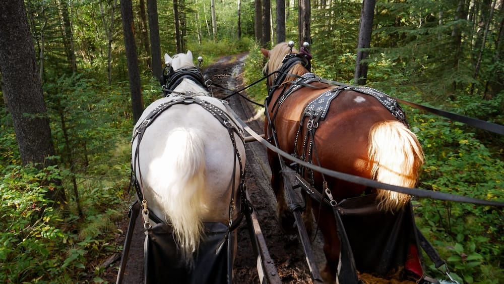Caballos tirando de la carreta cubierta por el bosque del Parque Nacional Banff, Alberta, Canadá Dos caballos con arnés tiran de la carreta cubierta por un sendero estrecho de bosque durante el Wagon Ride With Cowboy Cookout en el Parque Nacional Banff, Alberta, Canadá.