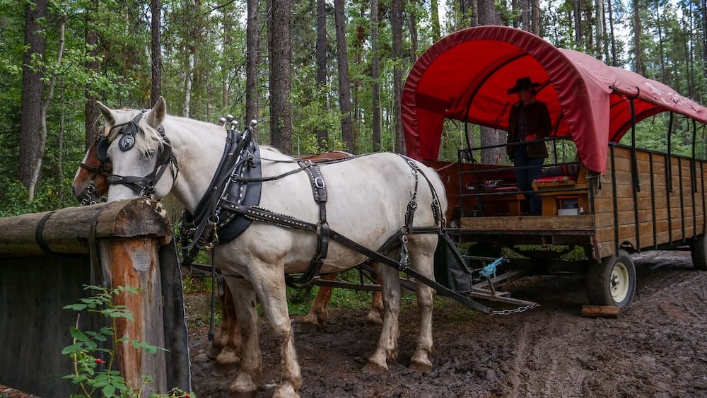 Caballos y carreta cubierta llegando al Banff Cowboy Cookout en el Parque Nacional Banff, Alberta, Canadá Dos caballos con arnés están junto a una carreta cubierta roja y un guía después de llegar al Cowboy Cookout en el Parque Nacional Banff, Alberta, Canadá, rodeados de bosque y terreno embarrado.