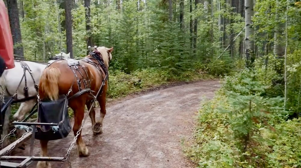 Caballos tirando de la carreta cubierta por un sendero del Parque Nacional Banff, Alberta, Canadá Dos caballos con arnés tiran de la carreta cubierta por un sendero curvo de bosque durante el Cowboy Cookout en el Parque Nacional Banff, Alberta, Canadá, rodeados de vegetación verde.