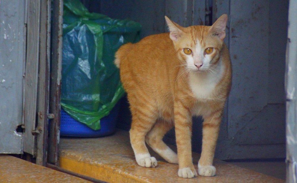 Battambang frisky cat with a stumpy tail 