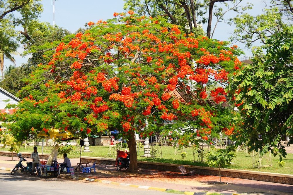 Battambang tree with red flowers 