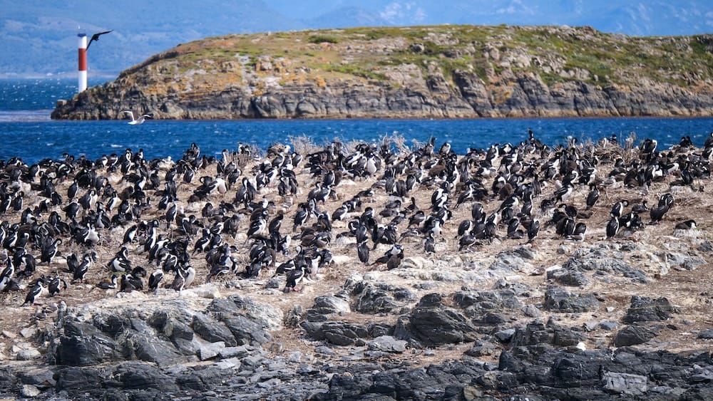 Imperial cormorant colony on rocky island in Beagle Channel Tierra del Fuego Argentina near Ushuaia Beagle Channel Tierra del Fuego Argentina large colony of Imperial cormorants gathered on rocky island with lighthouse in background during Ushuaia boat tour, showcasing one of the most common seabird wildlife encounters in Patagonia