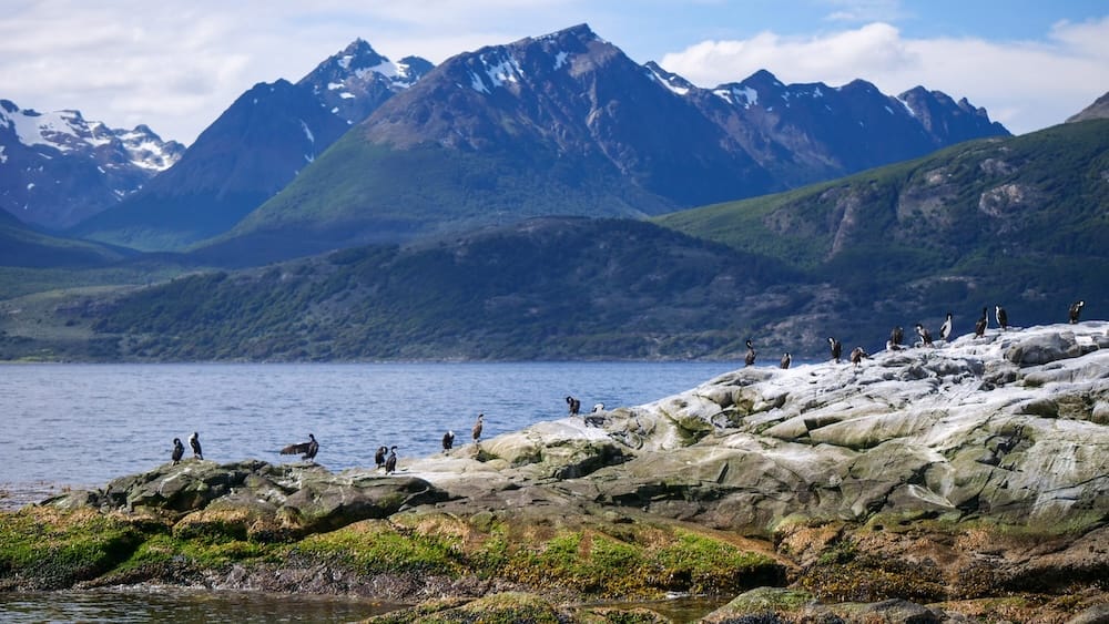 Cormoranes en el canal Beagle, cerca de Ushuaia, Tierra del Fuego, Patagonia, Argentina Cormoranes posados sobre un islote rocoso pálido en el canal Beagle, cerca de Ushuaia, Tierra del Fuego, Patagonia, Argentina, con laderas boscosas y montañas nevadas al fondo.