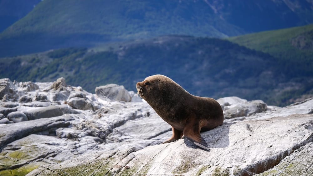 A South American sea lion rests on a pale rocky islet in the Beagle Channel near Ushuaia, Tierra del Fuego, Patagonia, Argentina, with steep green mountains rising in the background.