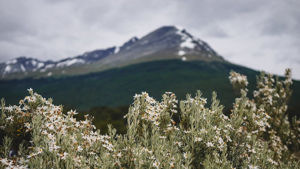 Beautiful flowers in the foreground with mountains in the backdrop in Ushuaia in Tierra Del Fuego, Argentina 