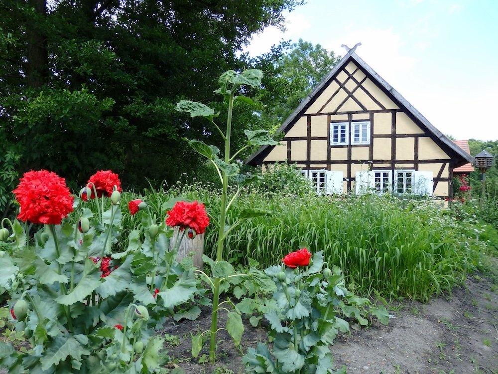 Beautiful flowers that are red and German architecture in Spreewald, Germany 