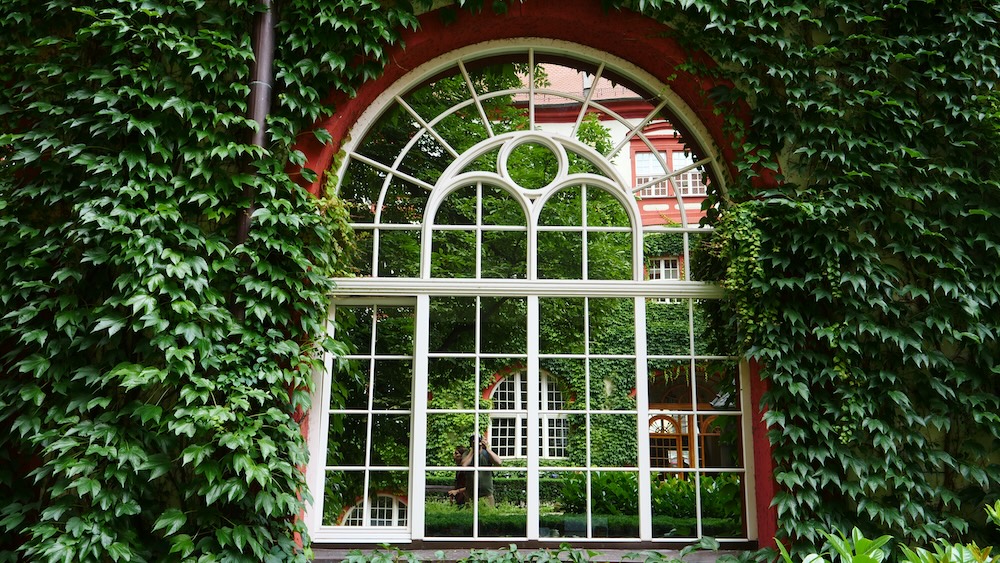 Beautiful ivy covered window in Wroclaw, Poland 