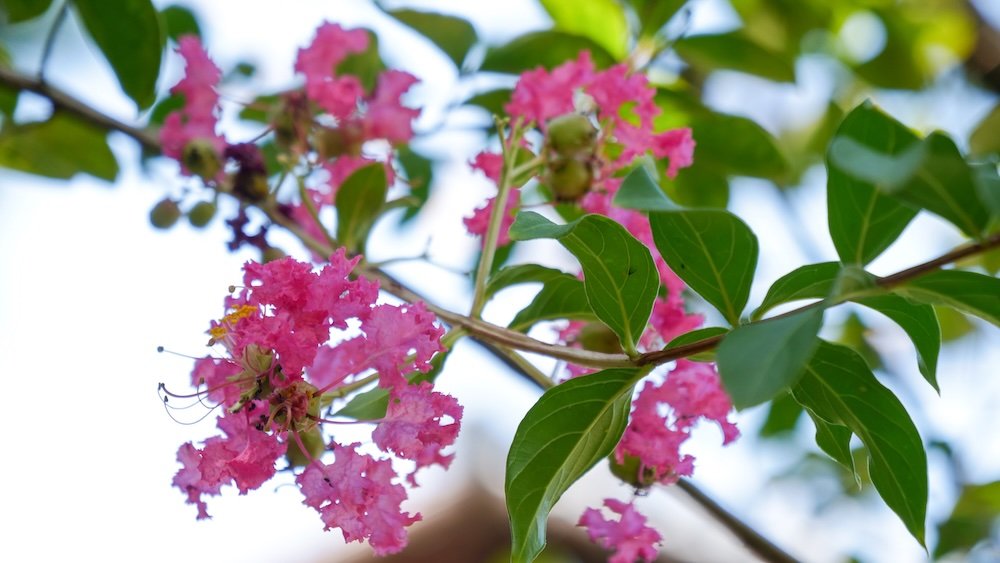 Beautiful pink flowers macro details at Northern Culture Museum Niigata Complex