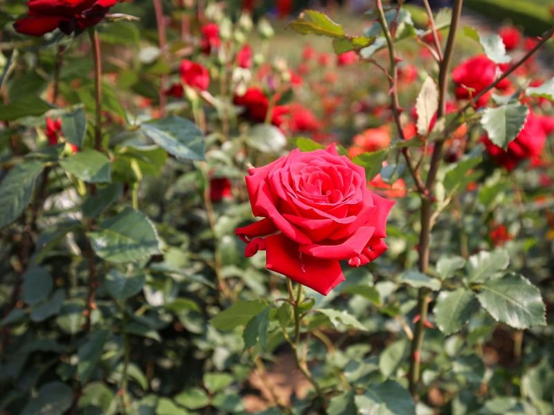 Beautiful red rose in Bucheon, South Korea 