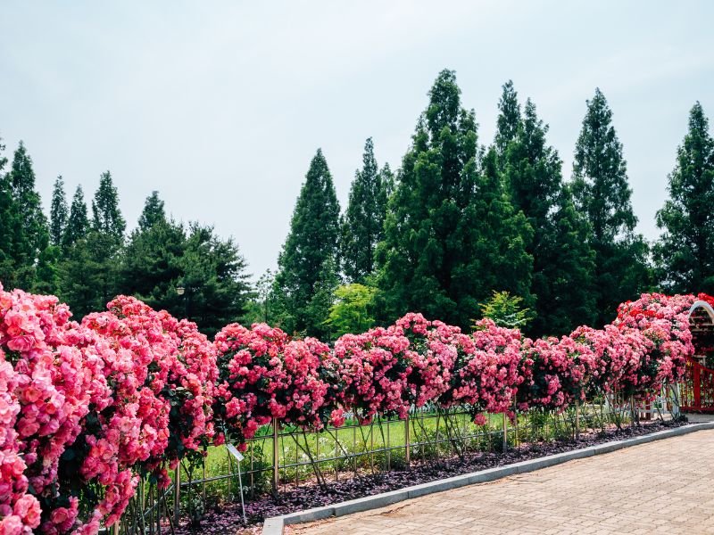 Beautiful rose garden in Goyang, South Korea 