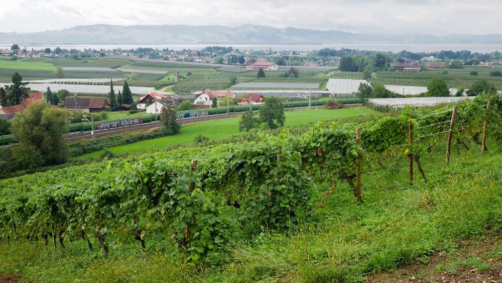 Beautiful vineyard views on Lake Constance, Germany 