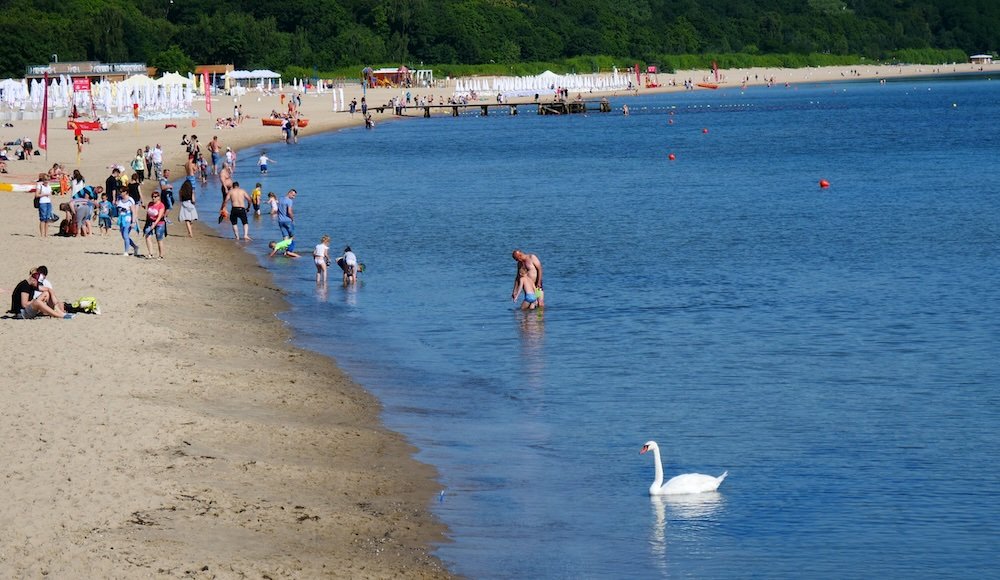 Beautiful white swan and beachgoers at Sopot, Poland 