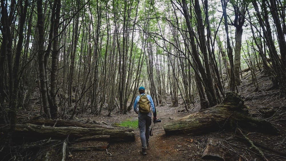 Samuel Jeffery walks alone along a narrow dirt trail through dense beech forest in Ushuaia, Tierra del Fuego, Patagonia, Argentina, carrying a backpack and camera gear between fallen logs and tall trees.