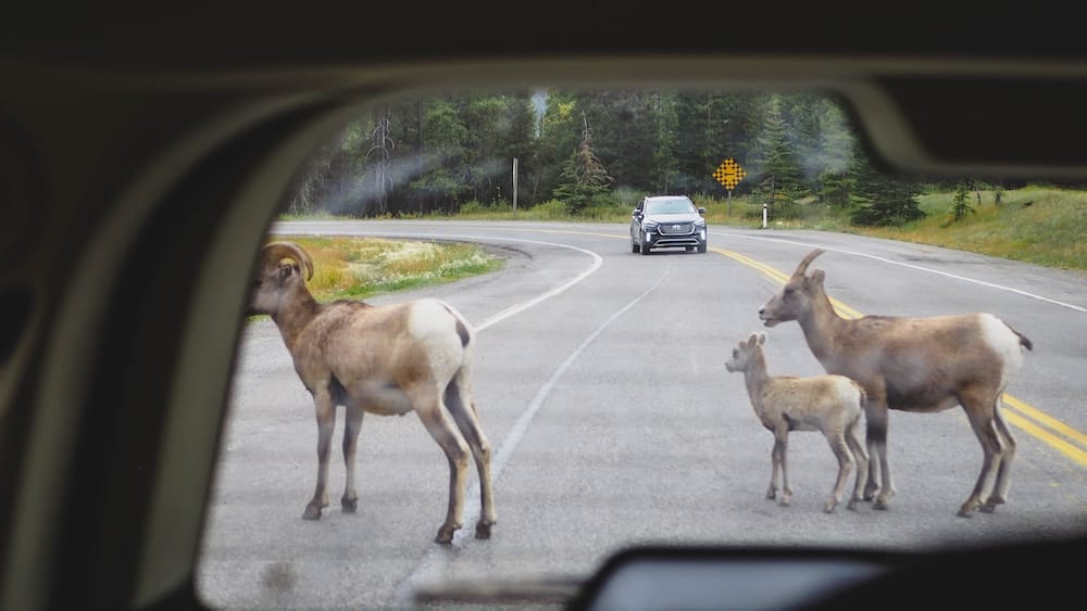 Bighorn Sheep Crossing a Road in Kananaskis Country, Alberta, Canada From Our Vehicle Bighorn sheep, including a smaller young animal, crossing a mountain road in Kananaskis Country, Alberta, Canada, photographed through the rear window of our stopped vehicle.