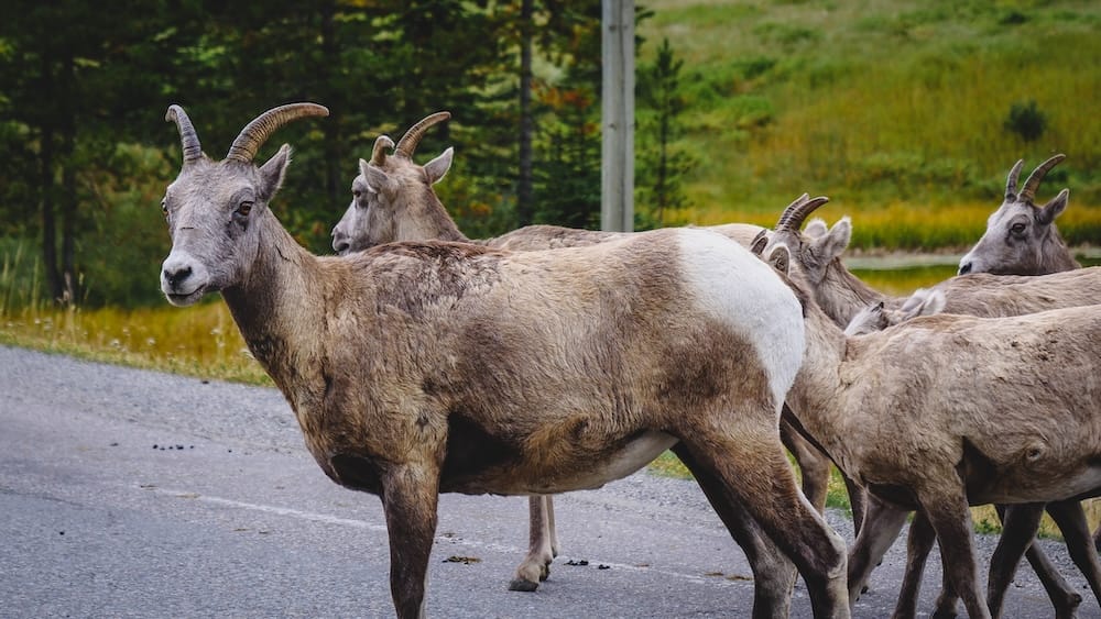 Bighorn Sheep Roadside Encounter in Kananaskis Country, Alberta, Canada Group of bighorn sheep standing on and beside a mountain road in Kananaskis Country, Alberta, Canada, during our first Canadian Rockies family road trip.