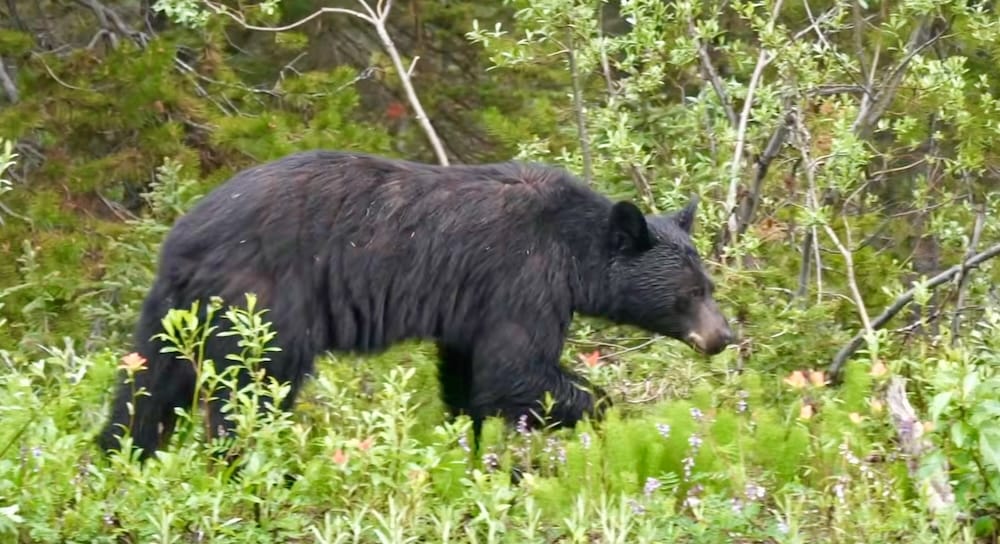 Black Bear in Banff National Park, Alberta, Canada During Our Roadside Wildlife Encounter Black bear walking through dense green vegetation beside the road in Banff National Park, Alberta, Canada, during our unexpected wildlife encounter between Lake Louise and Moraine Lake.