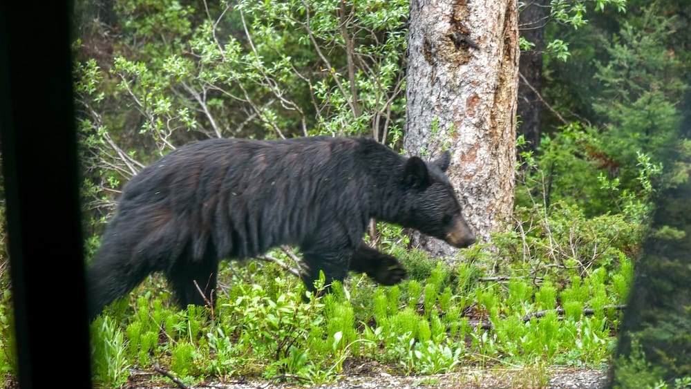 Black bear sighting between Lake Louise and Moraine Lake in Banff National Park, Alberta, Canada A black bear walks through dense roadside vegetation between Lake Louise and Moraine Lake in Banff National Park, Alberta, Canada, surrounded by forest, shrubs and wet greenery.