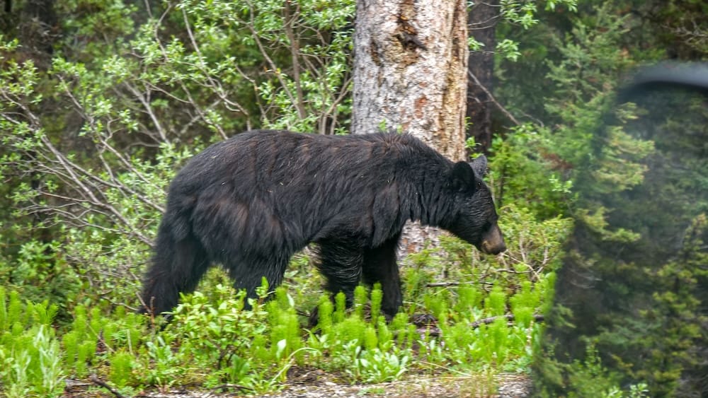 A black bear walks through dense undergrowth along Moraine Lake Road in Banff National Park, Alberta, Canada, visible through a vehicle window.