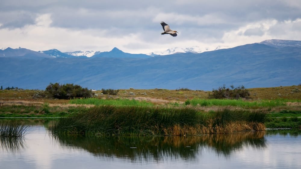Bandurria austral sobre Laguna Nimez, cerca de El Calafate, Santa Cruz, Patagonia, Argentina Una bandurria austral vuela sobre pastizales de humedal y agua calma en Laguna Nimez, cerca de El Calafate, Santa Cruz, Patagonia, Argentina, con montañas azules y sectores nevados bajo las nubes.