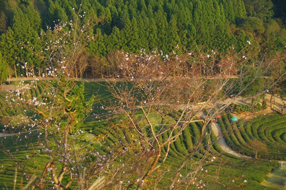 Boseong tea field in Korea with trees in the foreground as a day trip from Yeosu 