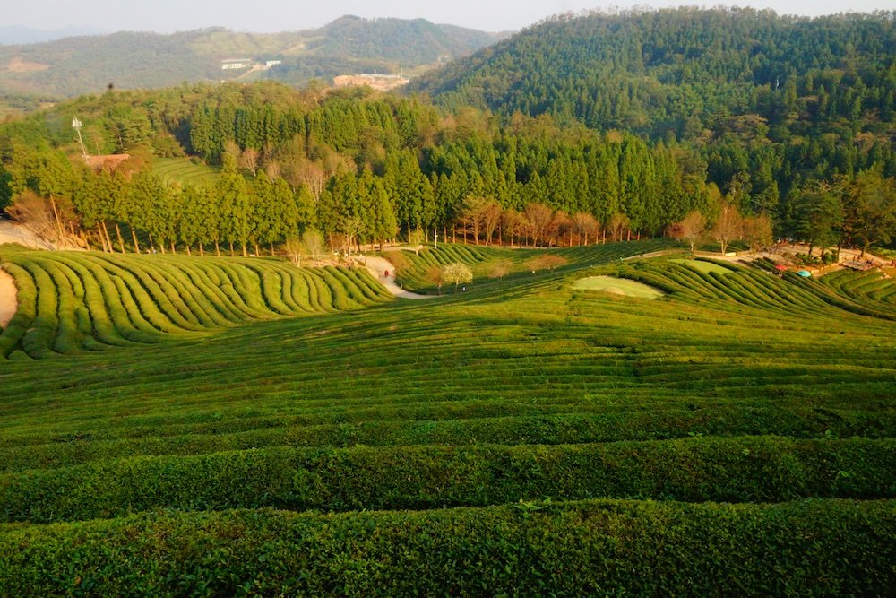 Boseong tea fields as a day trip