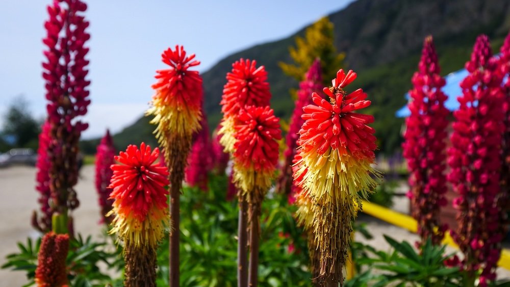 Botanic garden colorful flowers in Ushuaia, Argentina 