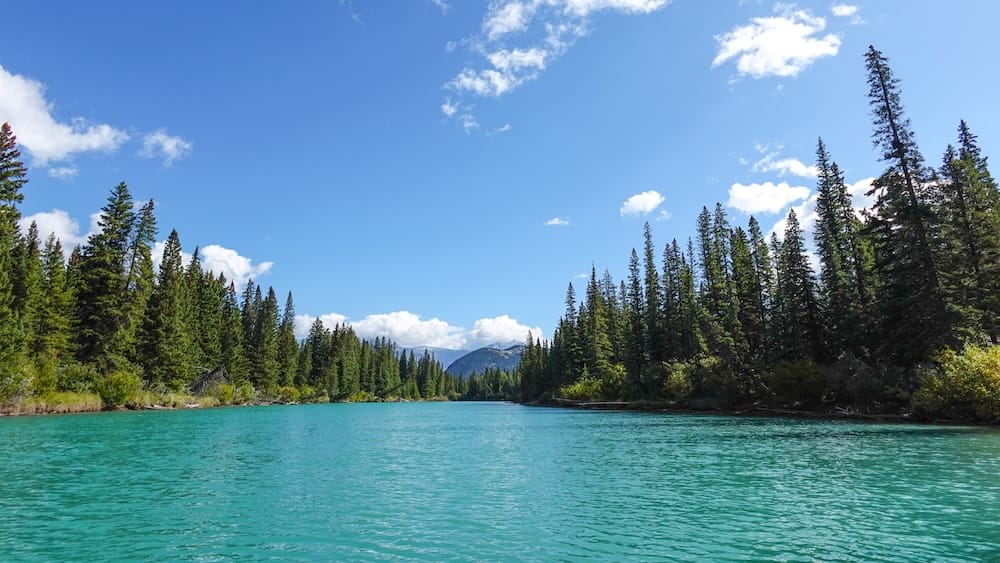 Scenic Bow River water view during the Big Canoe Tour in Banff, Alberta, Canada, with evergreen forest and mountains Scenic view from the Bow River in Banff, Alberta, Canada, with turquoise water stretching between dense evergreen forest and distant Canadian Rockies mountains beneath a bright blue sky.