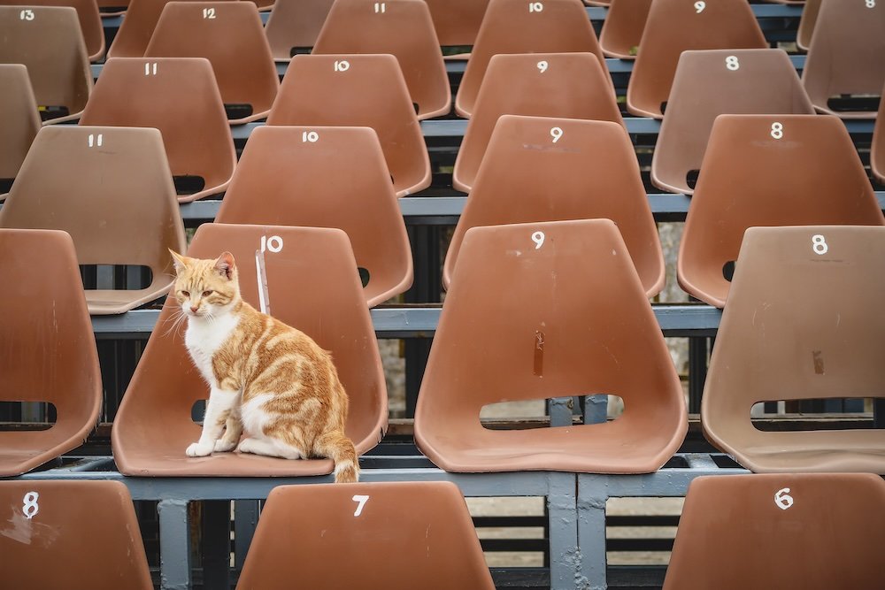 Budva cute cat sitting on the bleachers in Montenegro 