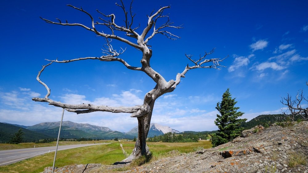 The Burmis Tree near Crowsnest Pass, Alberta, stands alone against open prairie and mountain backdrops, a weathered yet resilient landmark often photographed on the drive from Calgary to Fernie along Highway 3 through southern Alberta.
