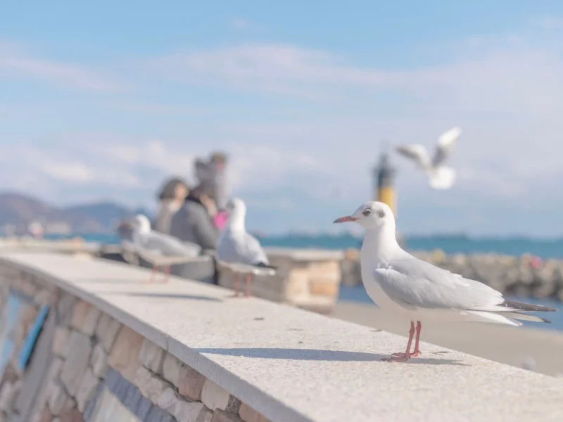 Busan Seagull perched on the boardwalk in South Korea 