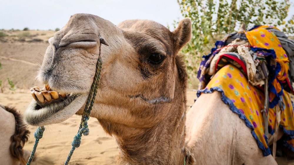 Camel safari close up of its teeth in Rajasthan 