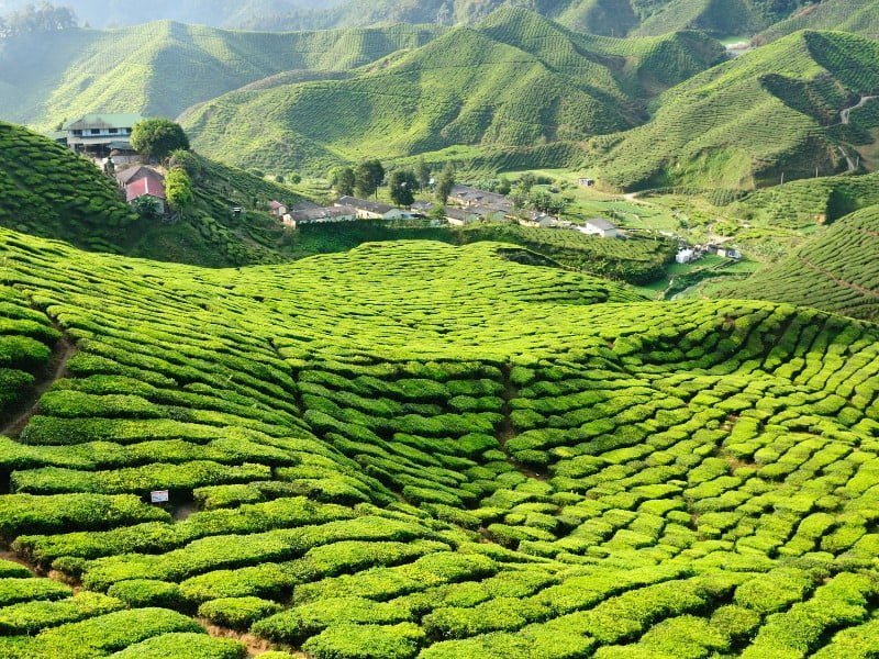 Cameron Highlands Travel Guide: Things to do in the Cameron Highlands, Malaysia 