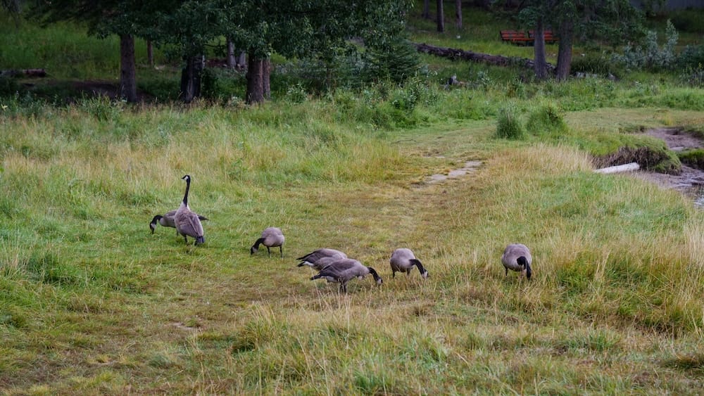 Canada Geese Beside the Bow River in Banff Town, Banff National Park, Alberta, Canada Canada geese grazing in long grass beside the Bow River in Banff town, inside Banff National Park, Alberta, Canada, during our relaxed morning walk through the riverside area.