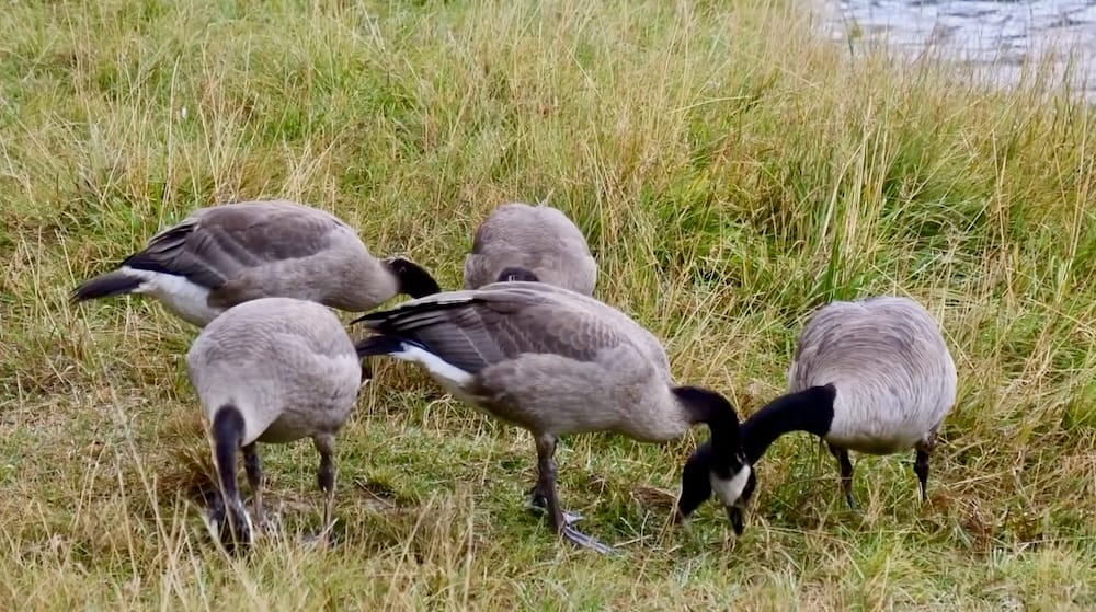 Canada geese along the Art in Nature Trail, Banff, Alberta, Canada A small group of Canada geese grazes in tall grass along the riverbank beside the Art in Nature Trail in Banff, Alberta, Canada.