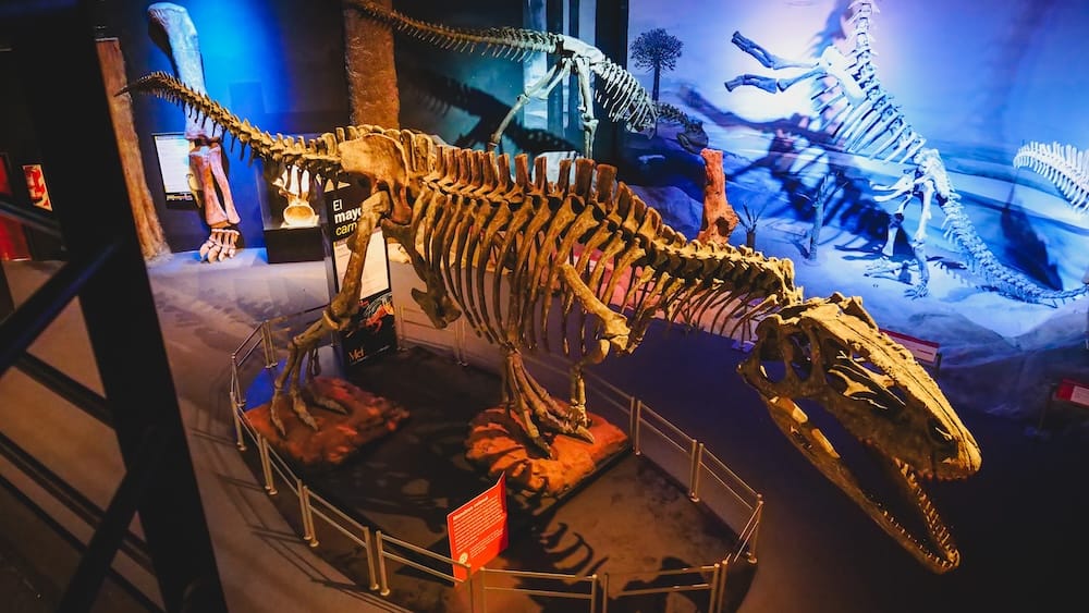 Dinosaur skeleton exhibit, MEF Paleontology Museum, Trelew, Chubut, Argentine Patagonia A large carnivorous dinosaur skeleton on display at the MEF paleontology museum in Trelew, Chubut, Argentine Patagonia, with a blue-lit sauropod skeleton mural in the background.