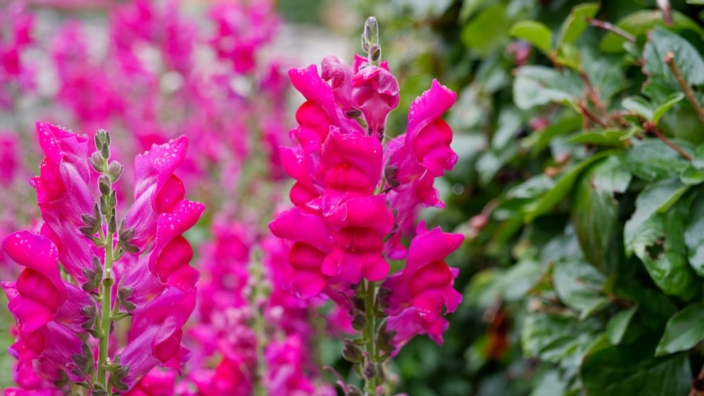 Close-up of vivid pink flowers dotted with raindrops at Cascade of Time Garden in Banff, Alberta, Canada, with soft greenery and more blooms blurred into the background of this quiet garden scene.