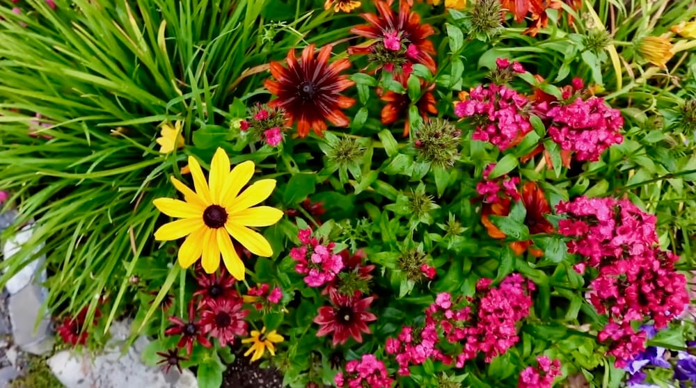 Close-up of yellow, red and pink flowers growing together in a dense planted bed at Cascade of Time Garden in Banff, Alberta, Canada, with green ornamental foliage filling the surrounding garden.