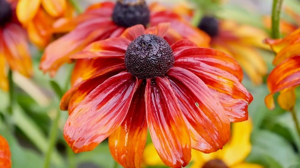 Flower Detail at Cascades of Time Garden in Banff, Alberta, Canada, with Colourful Blooms and Water Droplets Close-up of a vivid orange and red flower covered with water droplets at Cascades of Time Garden in Banff, Alberta, Canada, with more colourful blooms softly blurred behind it.