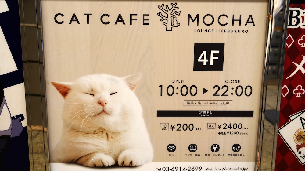 Cat Cafe Mocha Cat Cafe In Tokyo, Japan 