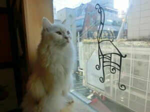 White cat looking at the window in Seoul, South Korea at a cat cafe 