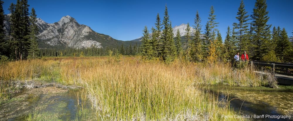 A couple walks along a wooden boardwalk beside golden marsh grasses near the Cave and Basin, with mountains rising in the background near Banff, Alberta, Canada.