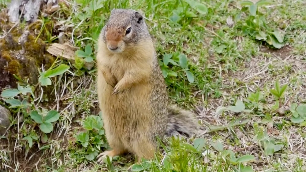 Ground Squirrel Standing Near Halfway Lodge in Banff National Park, Alberta, Canada Ground squirrel standing upright in grass and low vegetation near Halfway Lodge in the Banff backcountry, Banff National Park, Alberta, Canada.