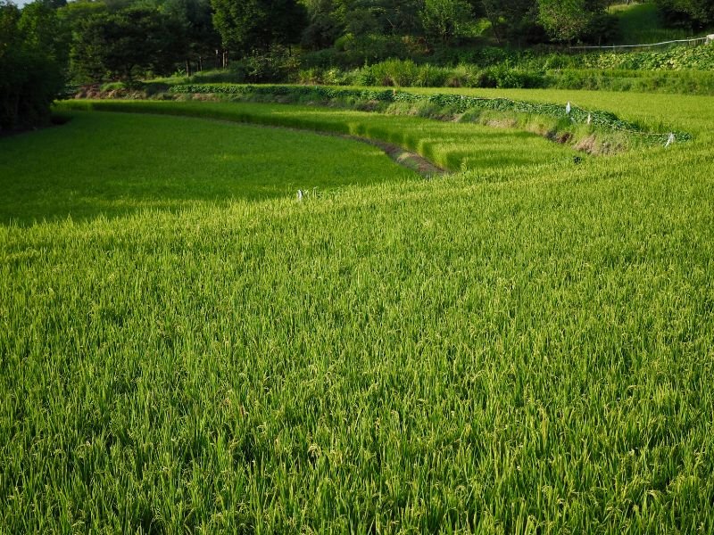 Cheongju rice paddy fields in South Korea lush greenery