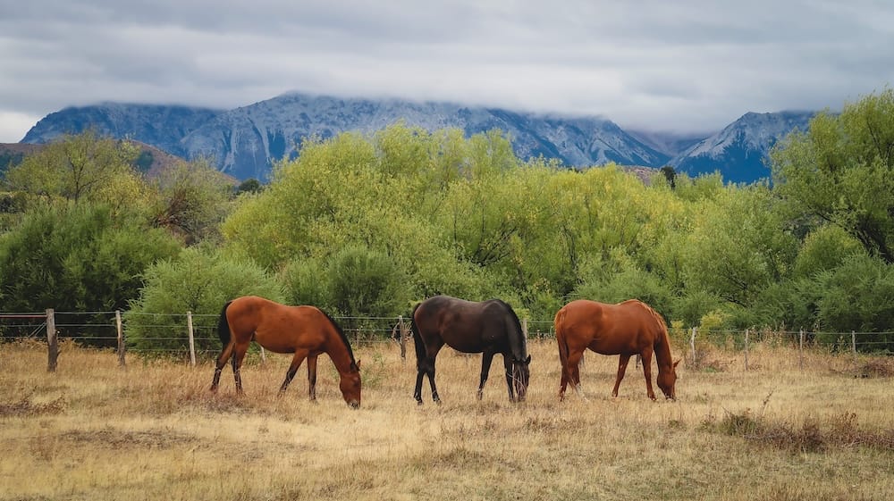 Cholila Patagonia horses grazing in rural gaucho landscape with Andes mountains scenic countryside Cholila, Chubut Patagonia — three horses grazing in an open field with lush trees and dramatic Andean mountains in the background, capturing the quiet gaucho lifestyle and rural landscapes that define this lesser-visited Patagonian town.
